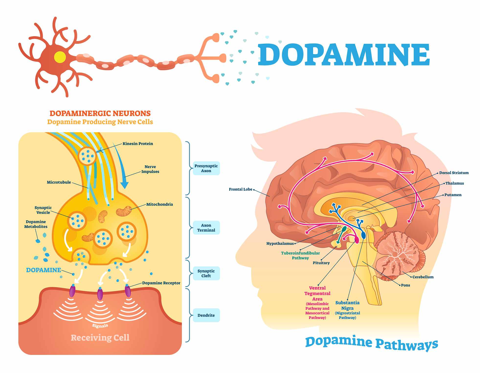 what is the dopamine hypothesis of drug addiction