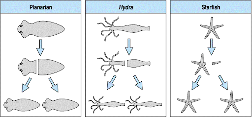 Developmental Biology 3230